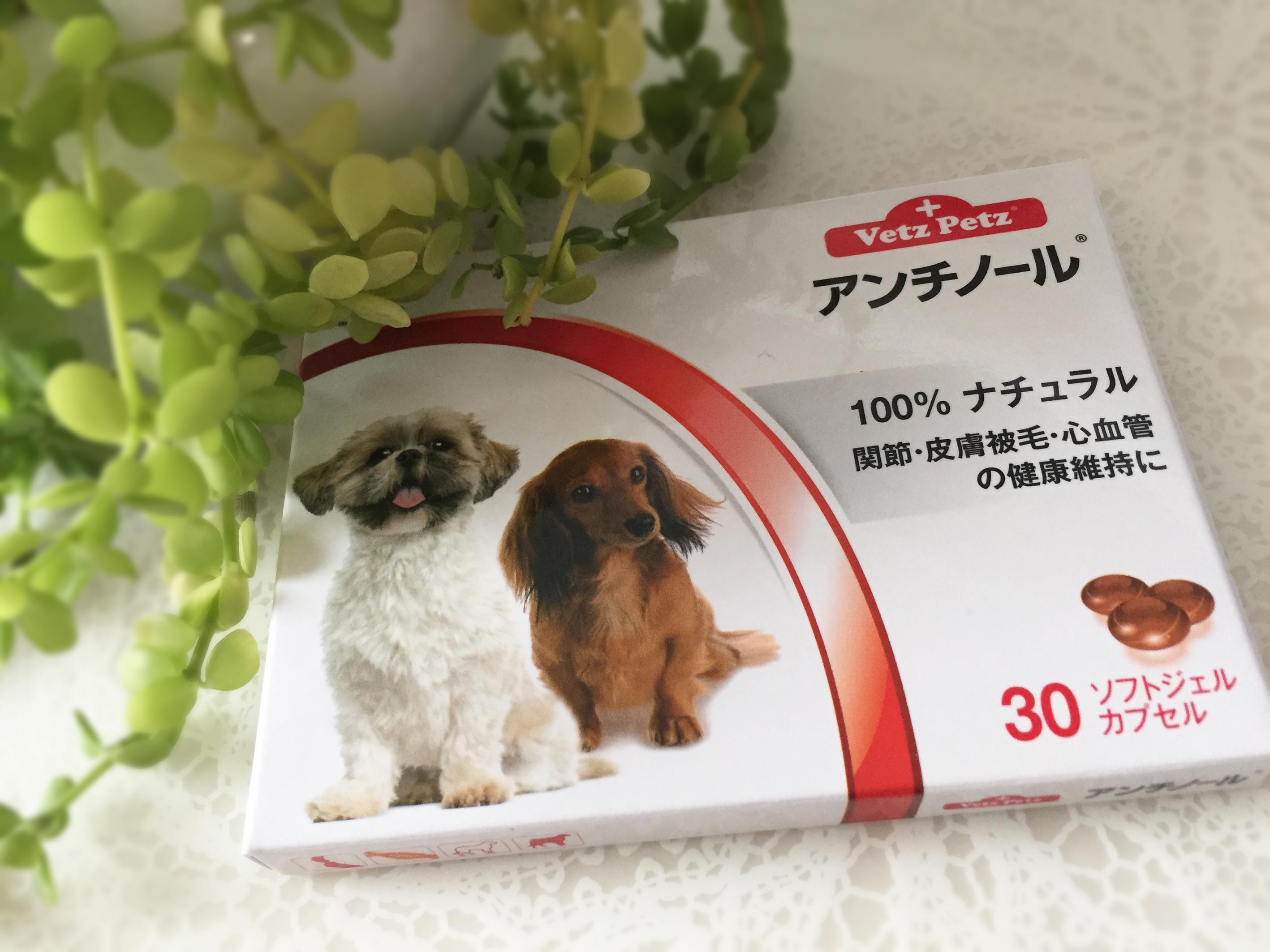 アンチ ノール 犬 用